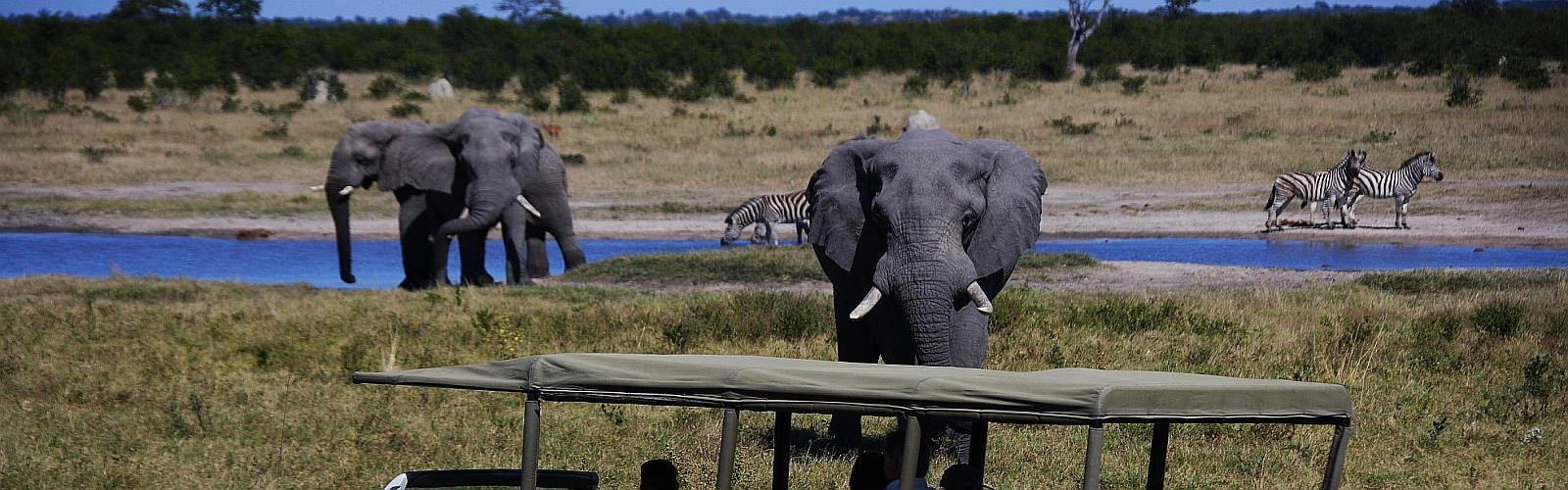 1600x500OkavangoSavute_game_drive_elephant (2)