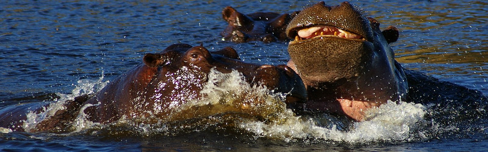 Safari\'s in Botswana