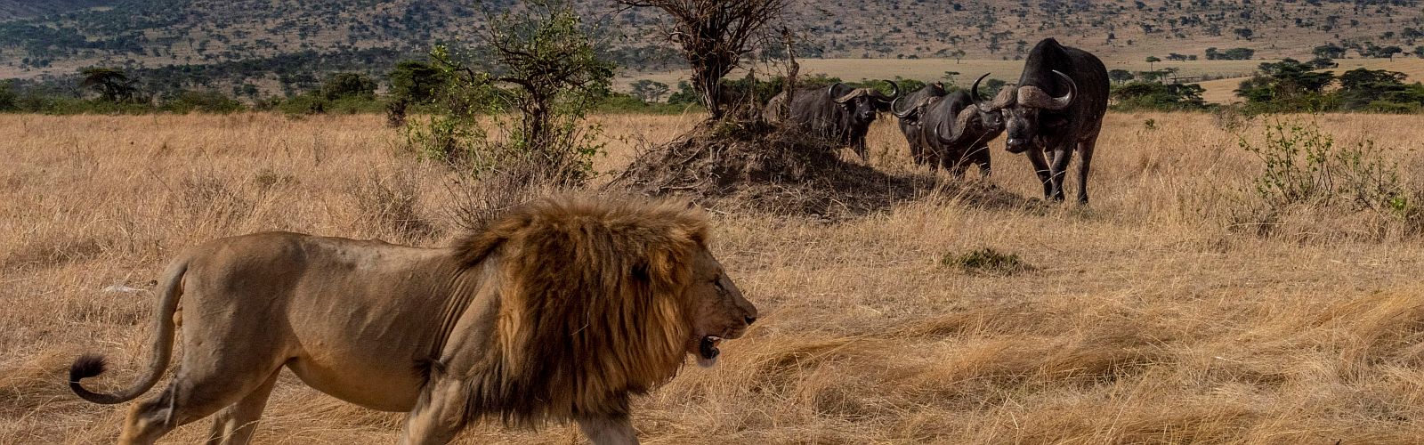 Avontuurlijke safari